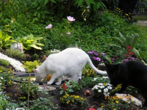 IMGP1863 (1024x768).jpg