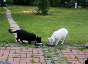 IMGP1872 (1024x768).jpg