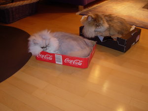 neue Bilder Haus und Katzen 2013 044.jpg