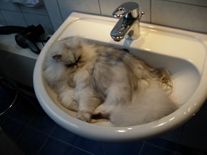 Haus + Katzen 024.jpg