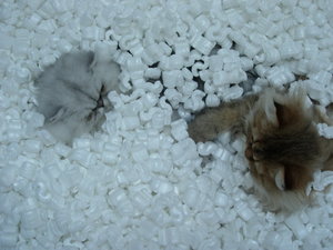 Lilli + Eddi 056.jpg