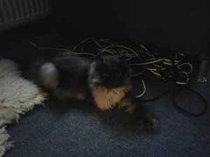 Puschel- die jetzt Mausi ist.jpg