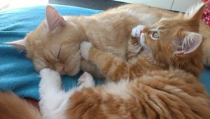 Percy und Paco 7.JPG