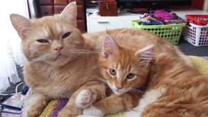 Percy und Paco 9.jpg