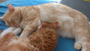 Percy und Paco 5.JPG