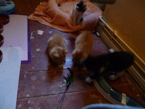 Kopie von P1050401.JPG