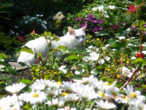 IMGP1922 (1024x768).jpg