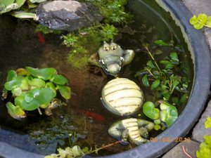 IMGP1977 (1024x768).jpg