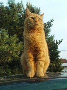 fotoshandy-michi 107.JPG