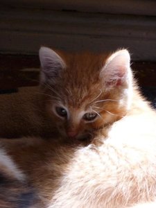 Kopie von P1050444.JPG