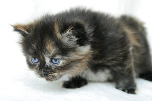 Niori_130607_01.jpg Niori_130607_01.jpg