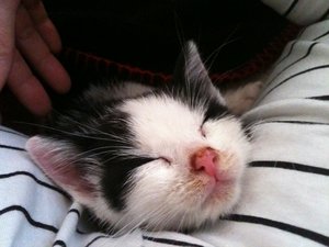 Helmi und die anderen Racker 020.jpg