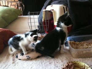 Helmi und die anderen Racker 109.jpg