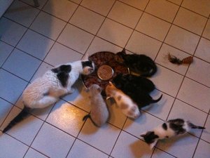 Helmi und die anderen Racker 045.jpg