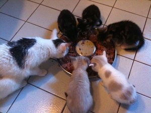 Helmi und die anderen Racker 047.jpg