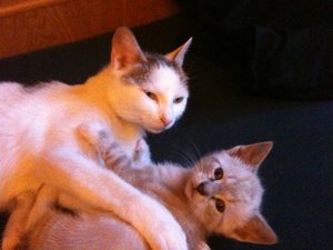 Helmi und die anderen Racker 062.jpg