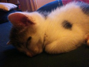 Helmi und die anderen Racker 073.jpg