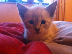 Helmi und die anderen Racker 067.jpg