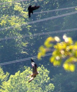 ImageUploadedByTapatalk 21370708198.867572.jpg