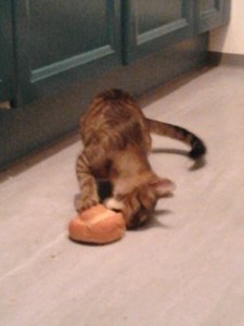 2013-03-07 18.50.12.jpg