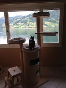 ImageUploadedByTapatalk 21370799510.440730.jpg