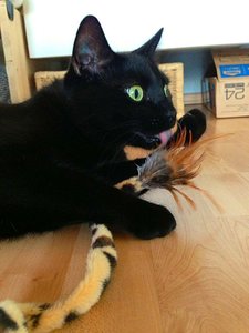 ImageUploadedByTapatalk 21370899973.920876.jpg