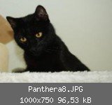 Panthera8.JPG