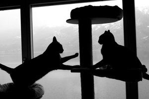 ImageUploadedByTapatalk 21371063830.742873.jpg