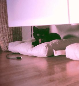 ImageUploadedByTapatalk 21371069019.229560.jpg