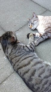 ImageUploadedByTapatalk 21371137503.341360.jpg