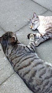 ImageUploadedByTapatalk 21371137601.788384.jpg