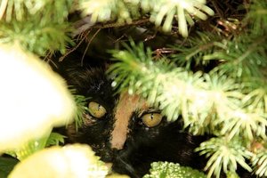 ImageUploadedByTapatalk 21371410600.055165.jpg