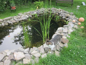 Katzen und Hitze 005.JPG