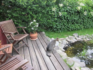 Katzen und Hitze 007.JPG