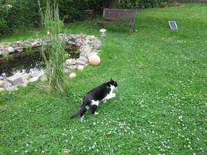 Katzen und Hitze 010.JPG