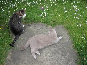 Katzen und Hitze 017.JPG