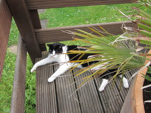 Katzen und Hitze 018.JPG