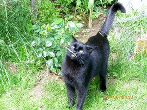 IMGP2297 (1024x768).jpg