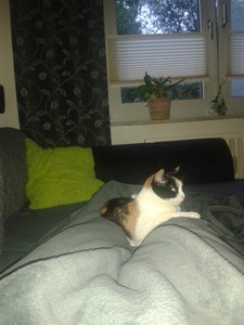 Mila auf meinen Beinen.jpg