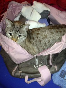 ImageUploadedByTapatalk 21371753297.456152.jpg