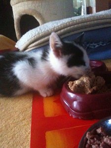 Miezmaus Kinder 21.o6.2o13 155.jpg