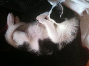 Miezmaus Kinder 21.o6.2o13 198.jpg