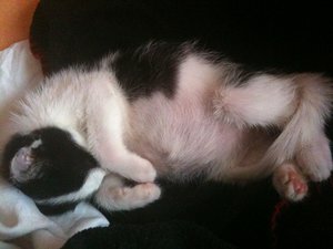 Miezmaus Kinder 21.o6.2o13 202.jpg