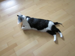 Fridolin amputiert 005.JPG