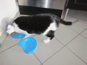 Fridolin amputiert 004.JPG