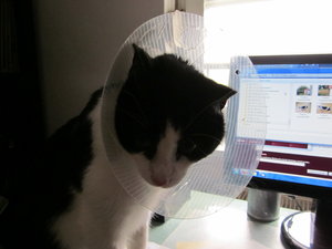 Fridolin amputiert 008.JPG