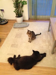 IMG_1164 (Small).JPG