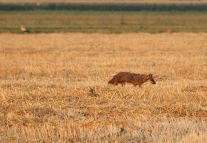 חסידן וורוד 037.jpg