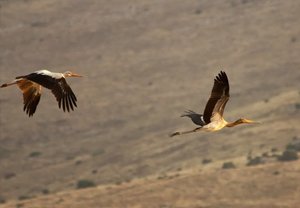 חסידן וורוד 026.jpg