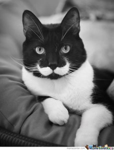 Cat-Stache_o_115980.jpg